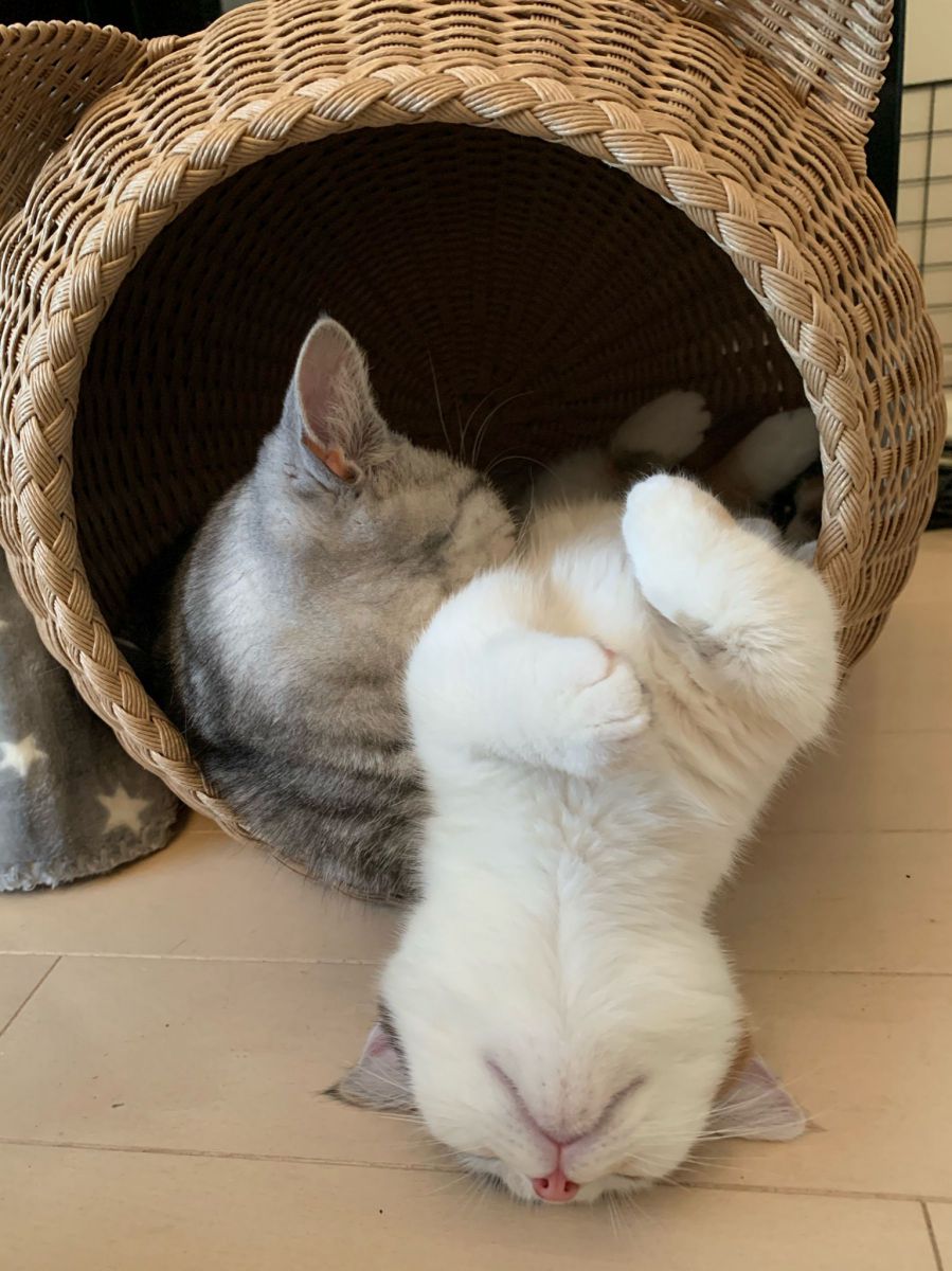 イナバウアー練習中