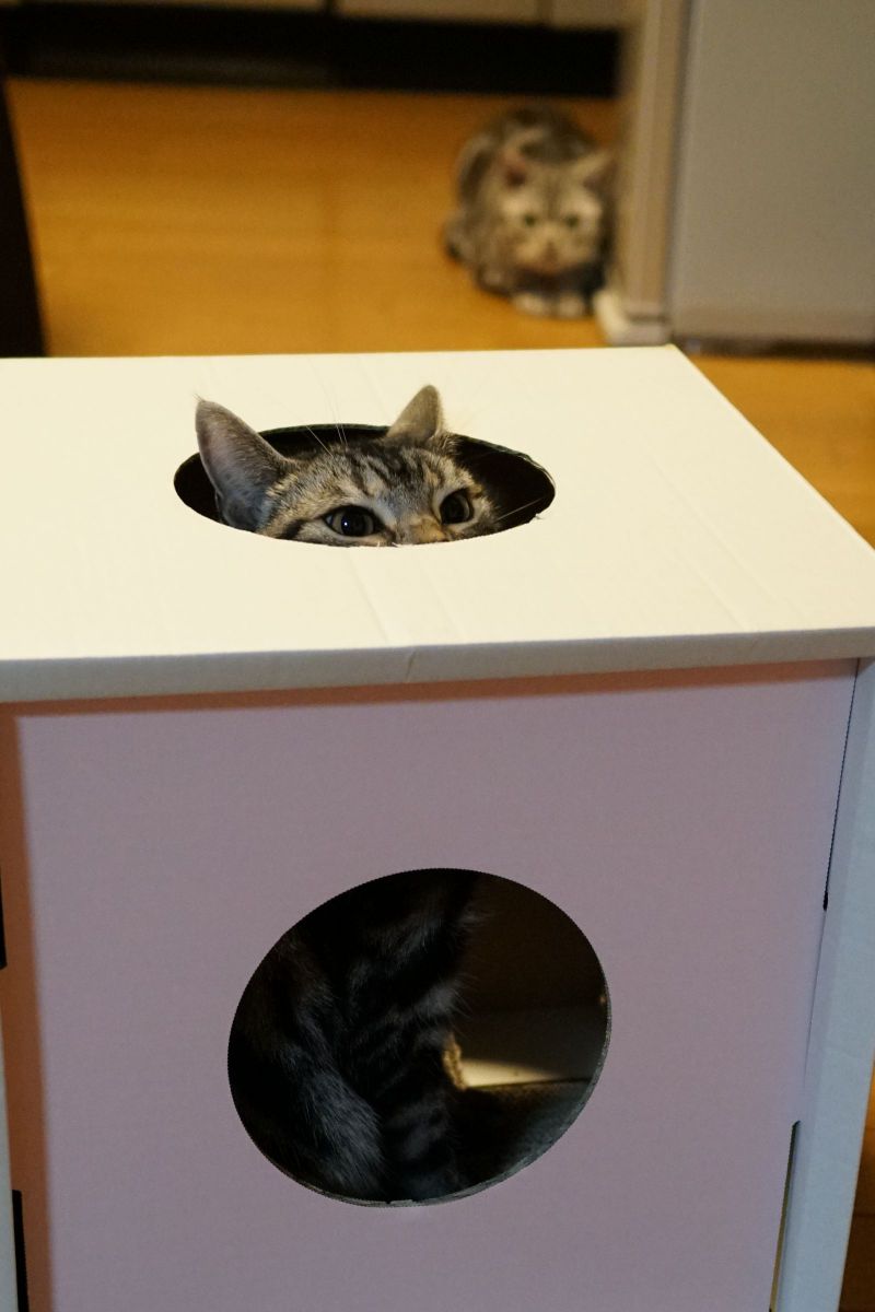 かくれんぼ