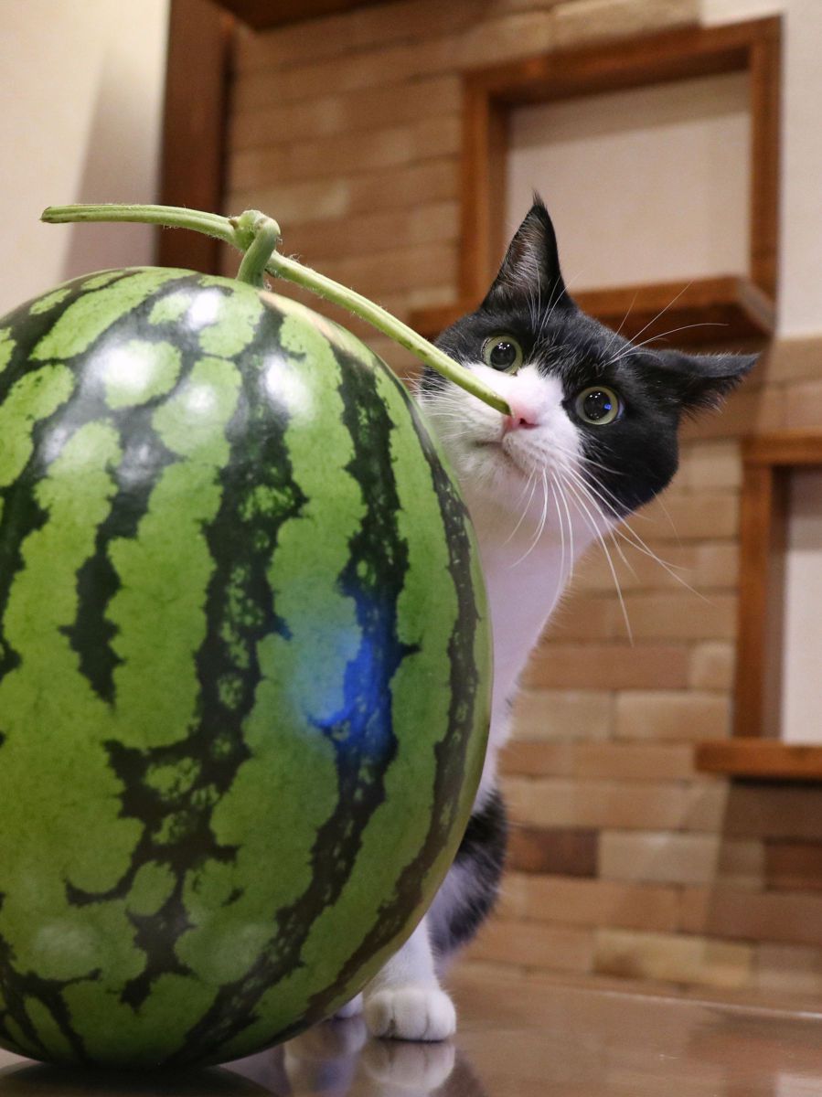 これ、な～に？