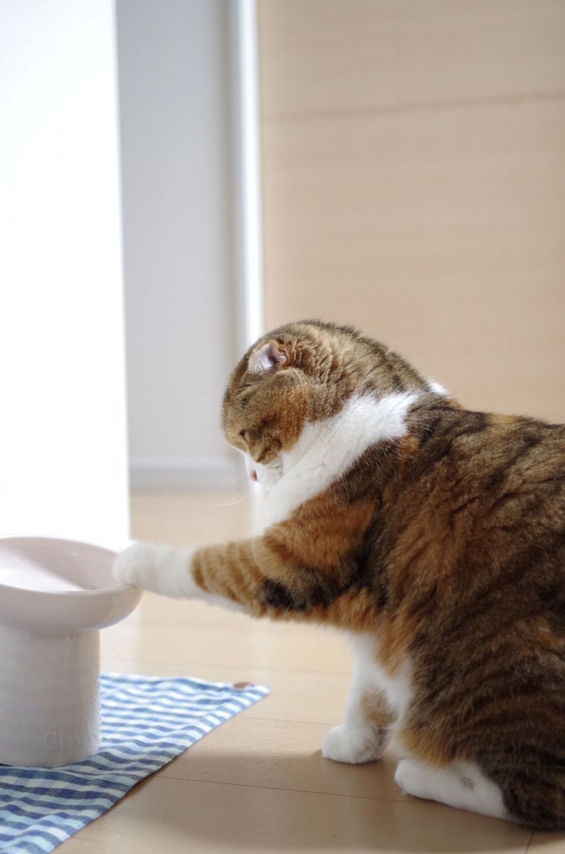 おかわり！