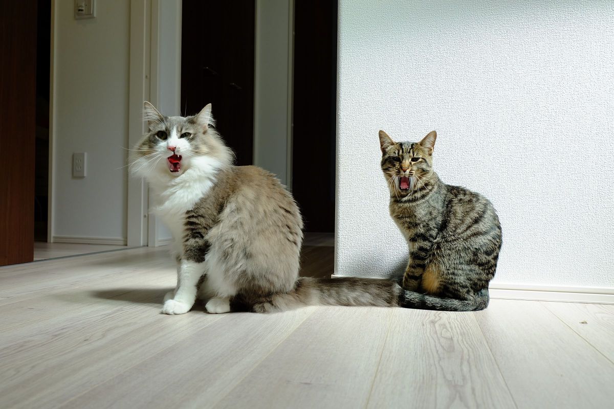 Born to Be Wild!
