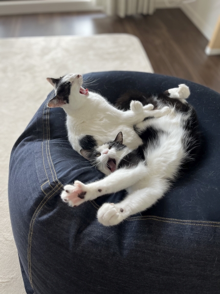 「あくびがシンクロ」仲良しきょうだい猫です。