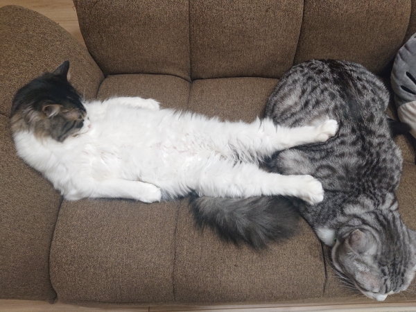 先住猫を足枕にして寛ぐ新入り猫(笑)