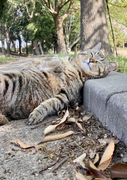 猫にんげん