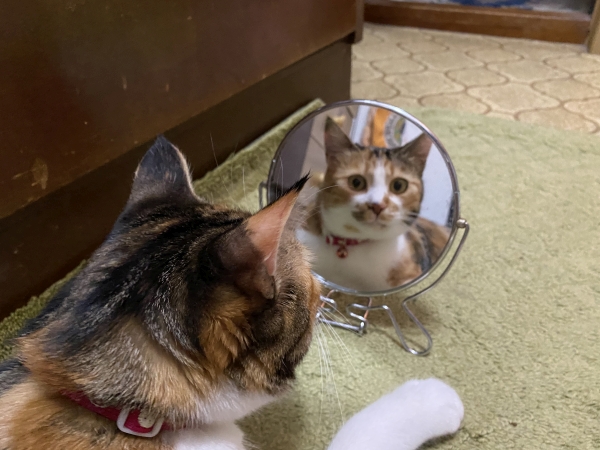 これがあたし？