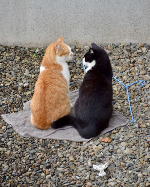 神様がボクたちに素敵にゃマットをプレゼントしてくれたんだにゃ～