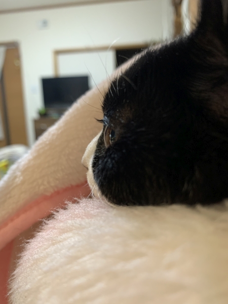 つぶらな瞳　　高齢猫で腎不全を患っていますが、このつぶらな瞳で癒してくれます。