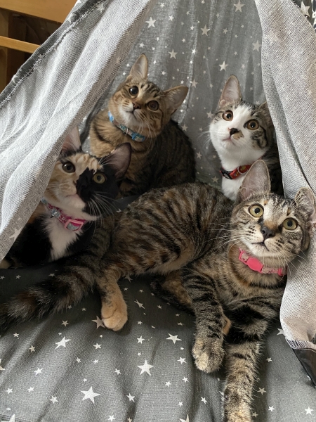 ぽんず＆小梅＆あんず＆こむぎ
