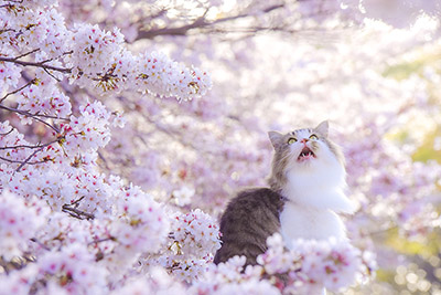 拡大写真を見る