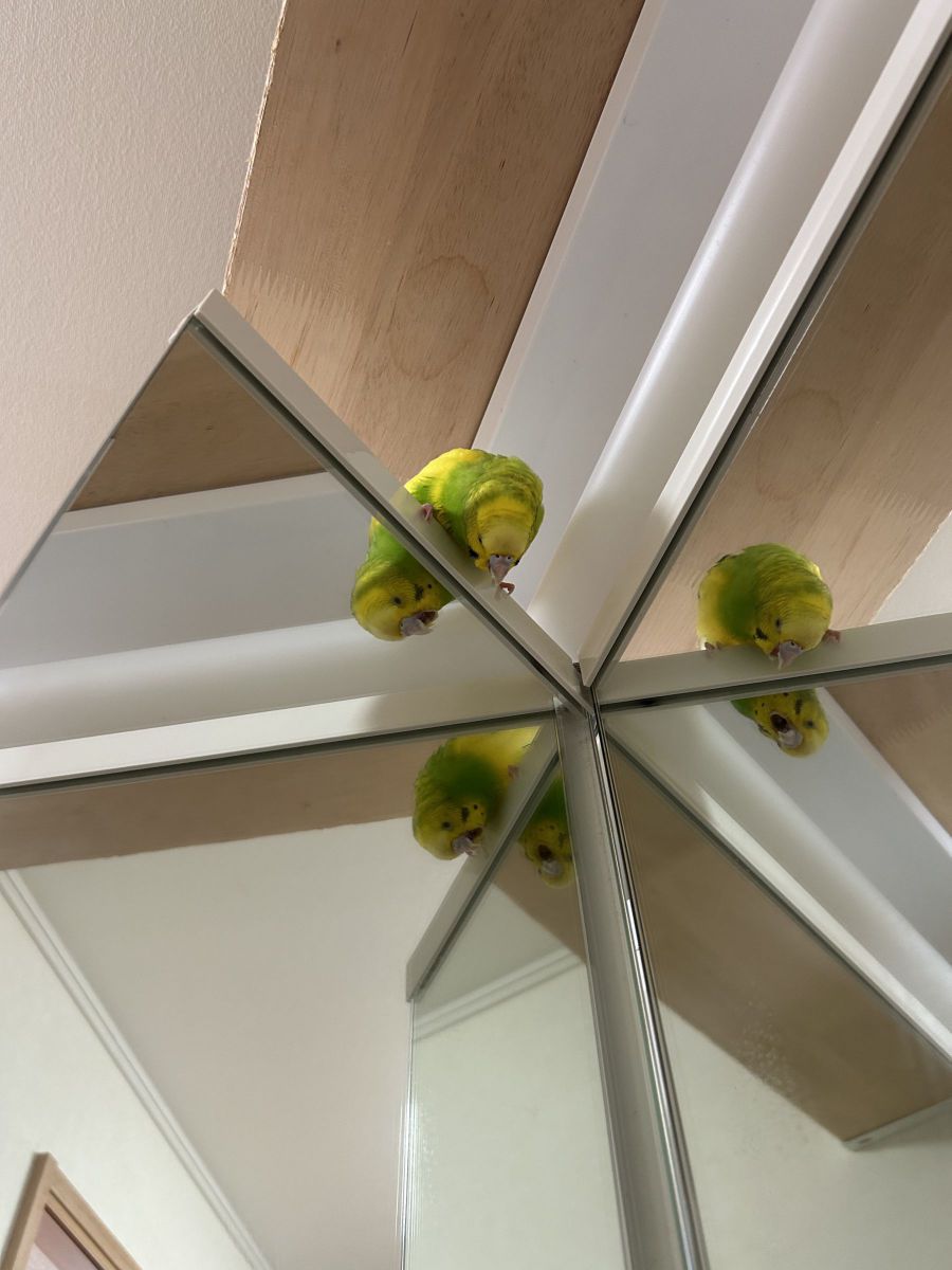作品