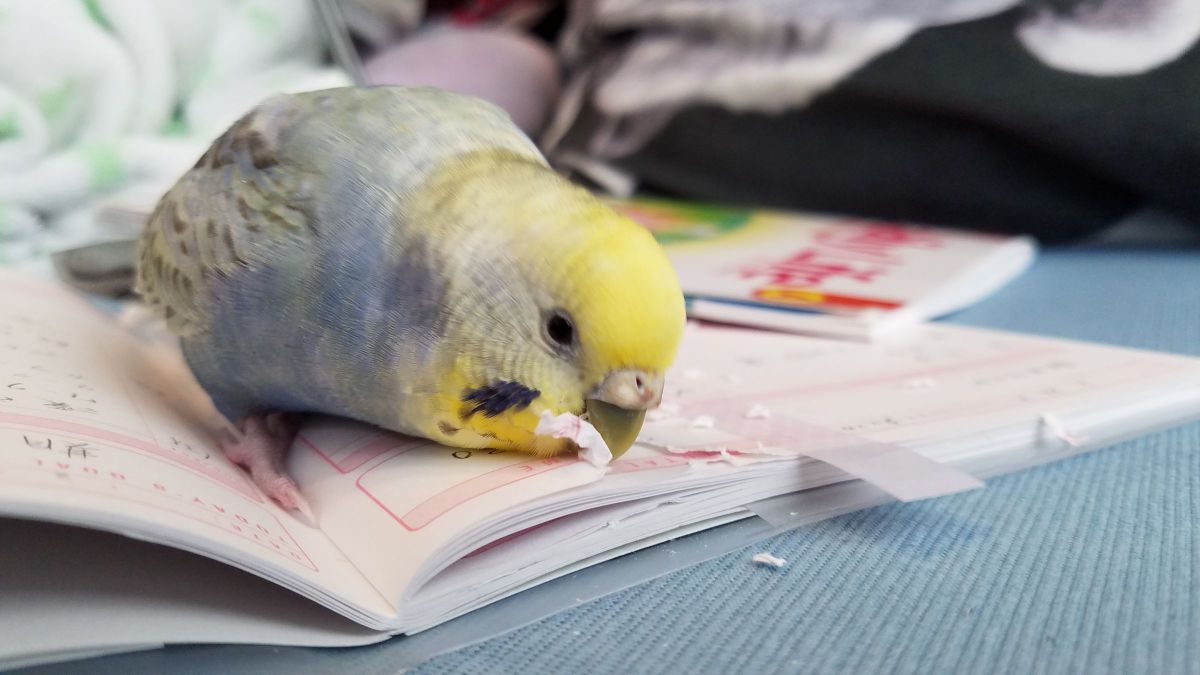 作品