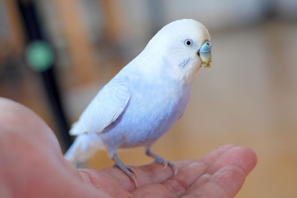 あ、これ、おいしい。