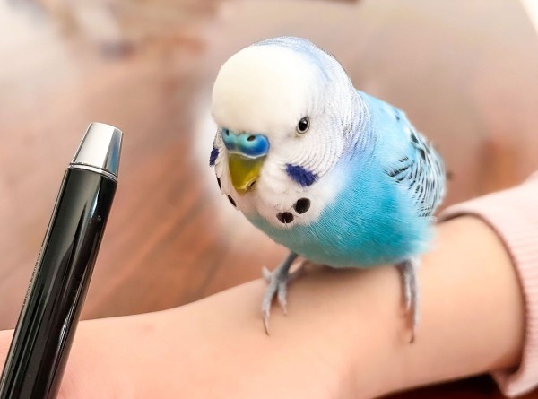 ペンが大好き
