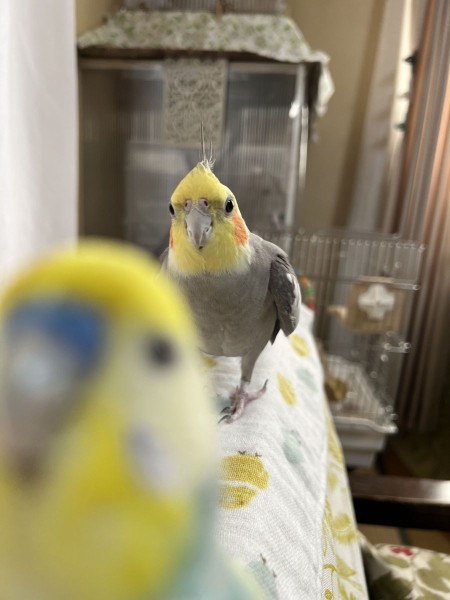 だるまさんが転んだ!