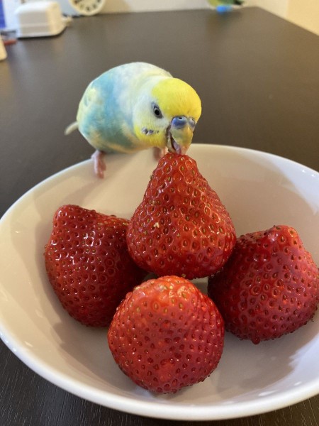 イチゴだ!やったー!