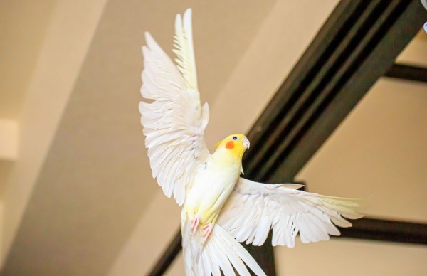 飛びまーす!