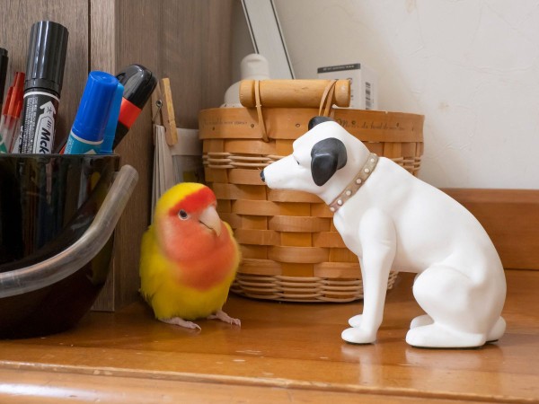 追い詰められたインコ