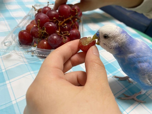 みんなで葡萄