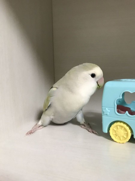 大開脚