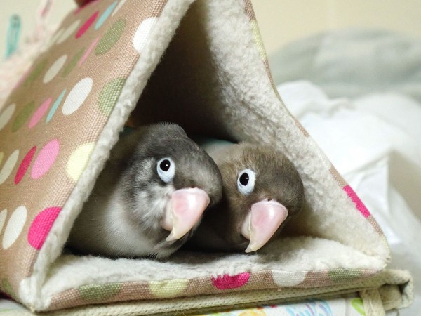 テントで仲良く