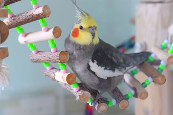 ぼくのハンモックだよ!♪