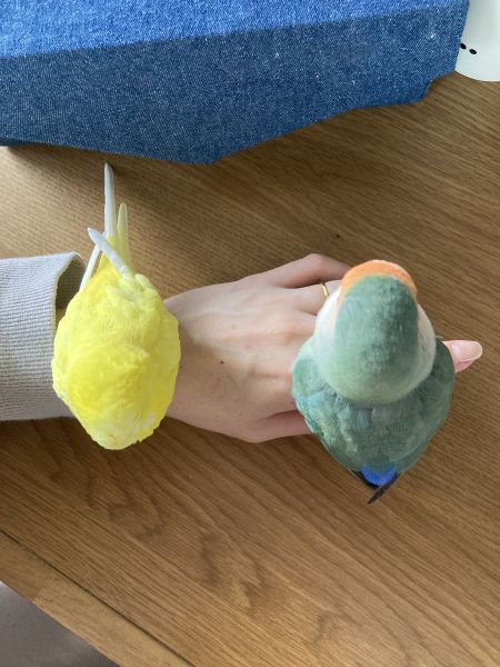 上からまんまるな頭を撮りました。仲は悪くない2羽ですが、いつもこんな距離感です(笑)
