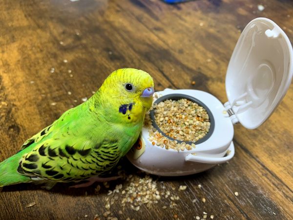 餌入れにどうぞ、と頂いた炊飯器です。米泥棒(?)っぷりがあまりに似合うので激写しました。