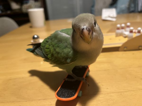 僕もスケボー選手
