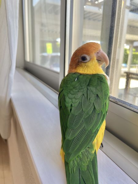 見返り美鳥?