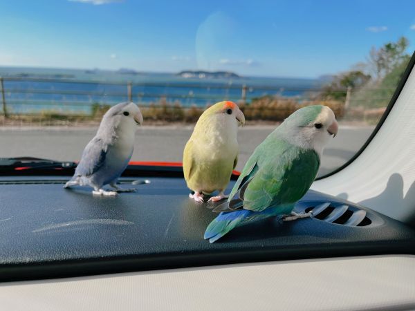 みんなでドライブ