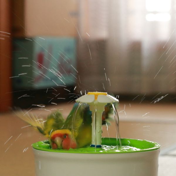 作品名:びちゃびちゃ 水浴びを楽しむ、ピーちゃんを撮影しました。
