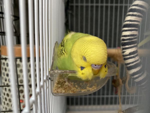 ご飯中にウトウト、そのまま寝てしまいました。