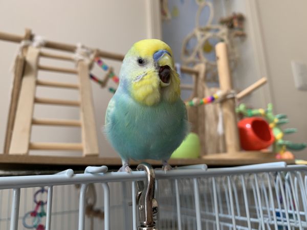 がぉ〜っ