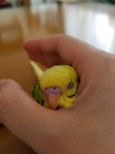 遊び疲れて手の中でお昼寝中です。