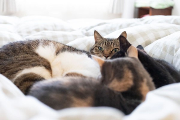 猫に埋もれる猫
