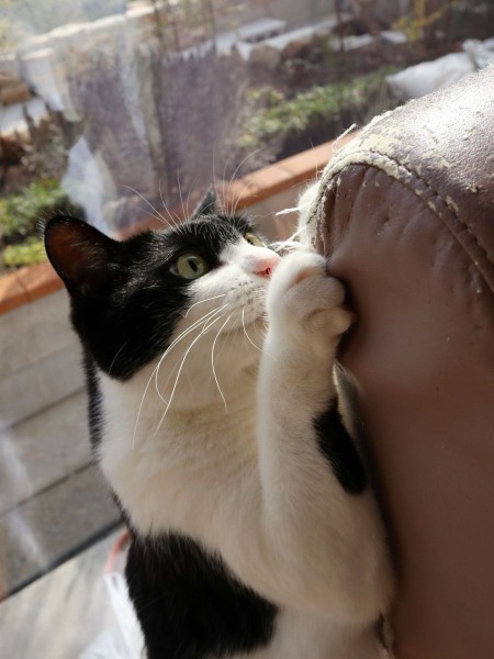 爪とぎ