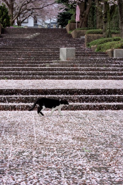 桜道を行く