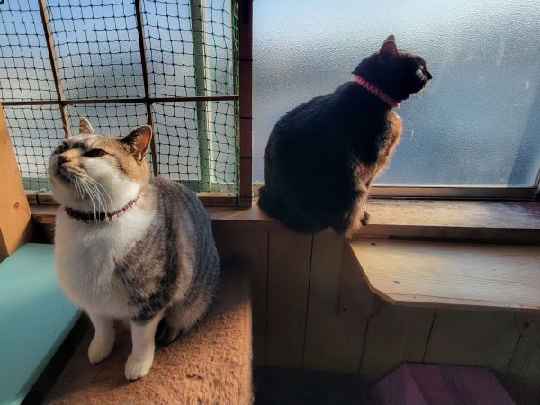 ふーんだっ