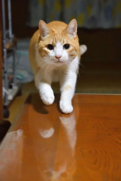いまだ!