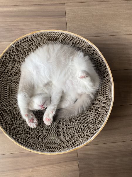おはようございません