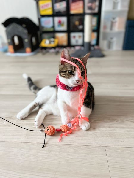 絡まったにゃー取って欲しいにゃ。。。