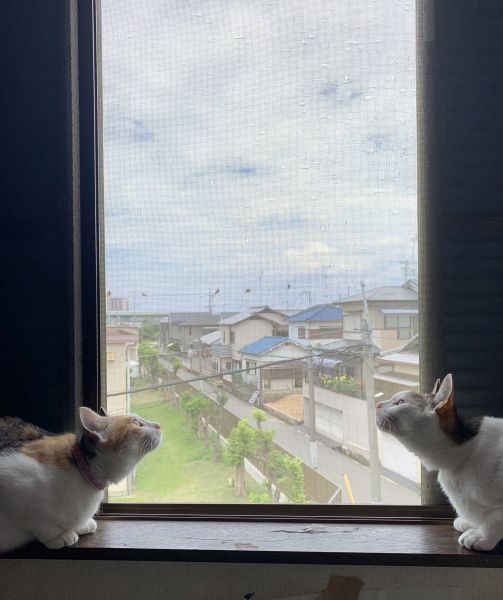 一緒にニャコムに夢中