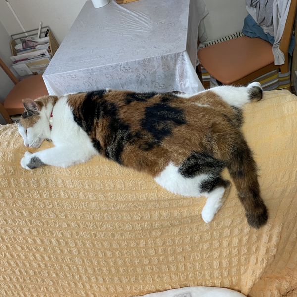 ズレ落ちそうですが、ガッツリ寝ております。