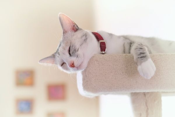 キャットタワーの上でスヤスヤ眠る寝顔に癒されました。