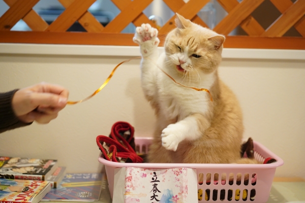 拡大写真を見る