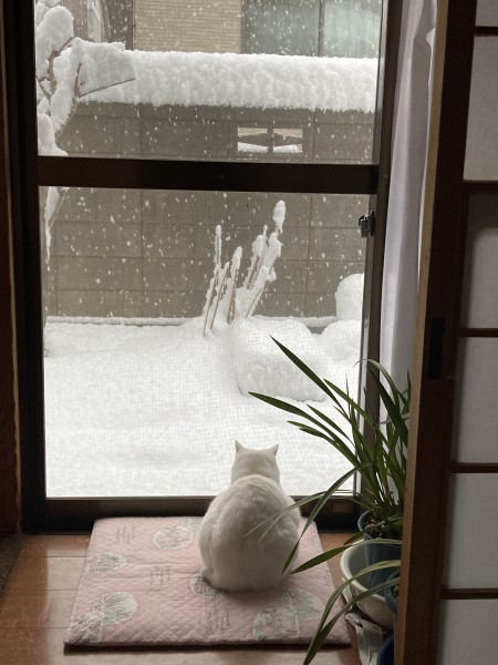 ゆきだるま