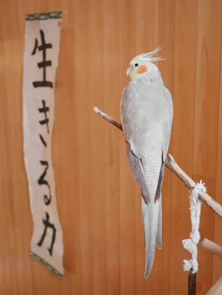 生きる力