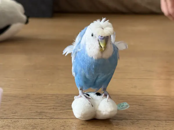 大好きなぬいぐるみ🦷