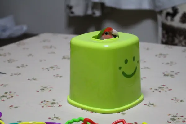 ひみつきち