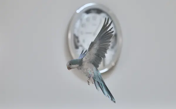 飛び出すインコ時計